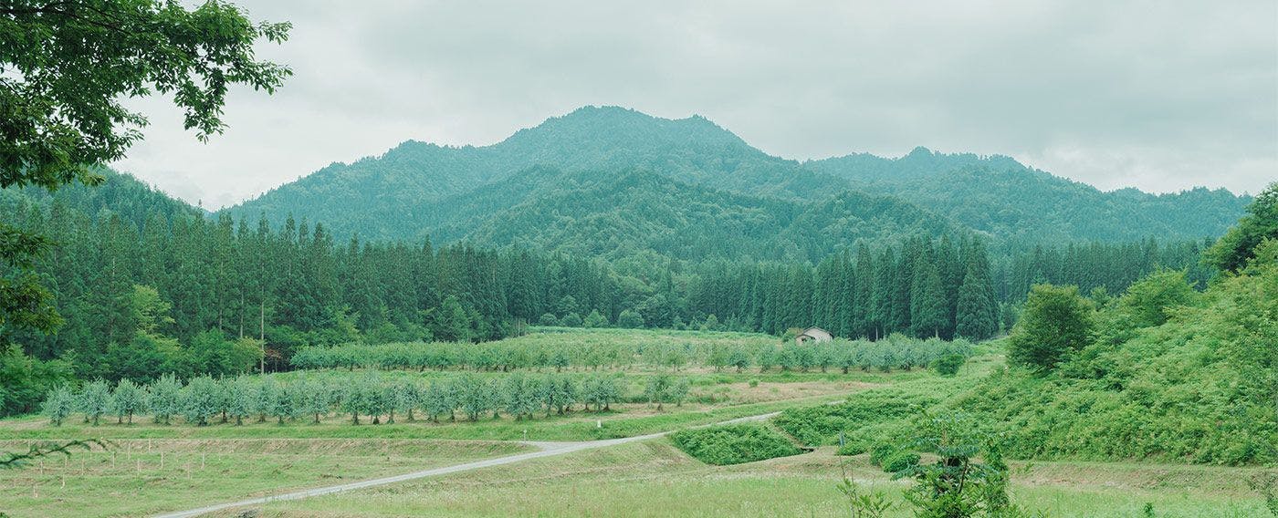 Pengalaman berjalan-jalan dengan tumbuhan herbal