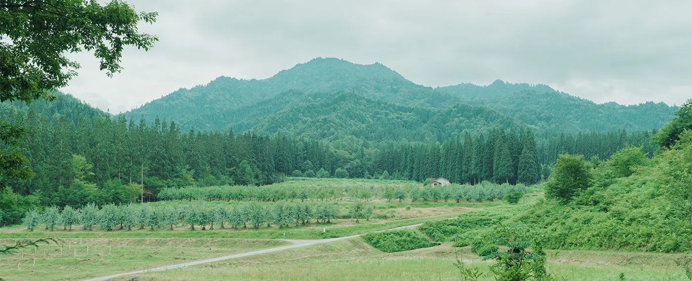 Pengalaman berjalan-jalan dengan tumbuhan herbal