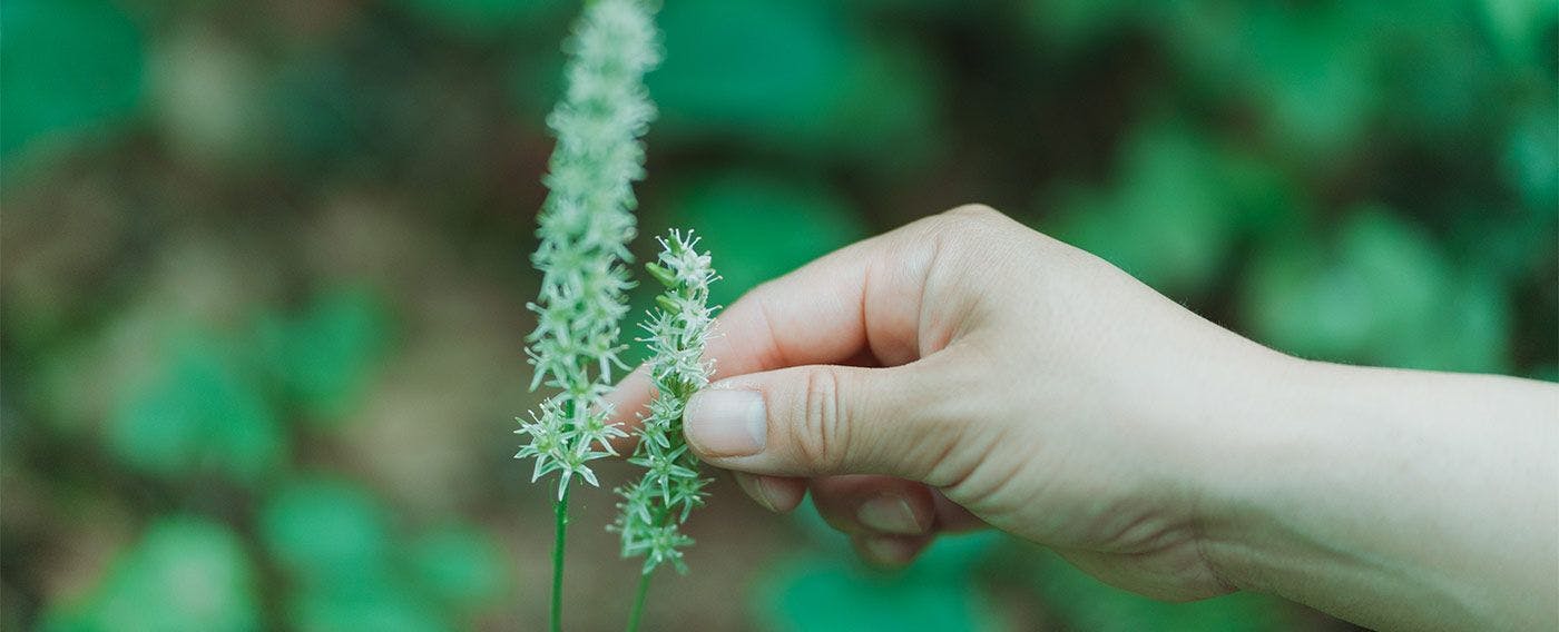 Pengalaman berjalan-jalan dengan tumbuhan herbal