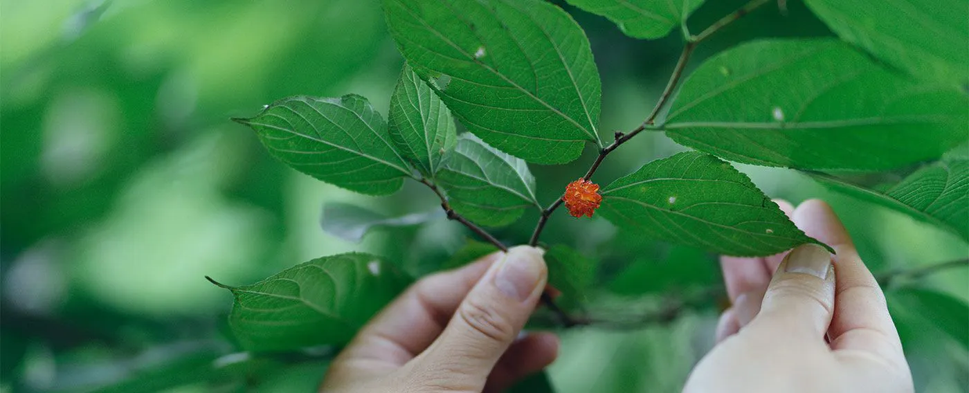 Pengalaman berjalan-jalan dengan tumbuhan herbal