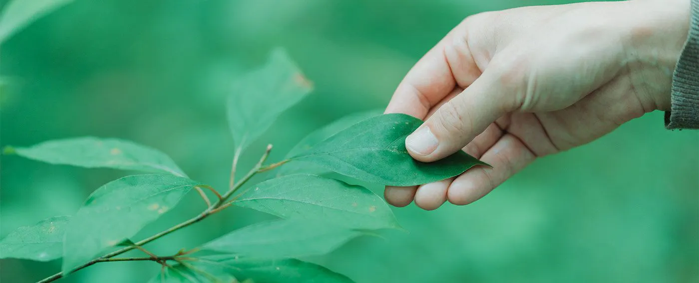 Pengalaman berjalan-jalan dengan tumbuhan herbal