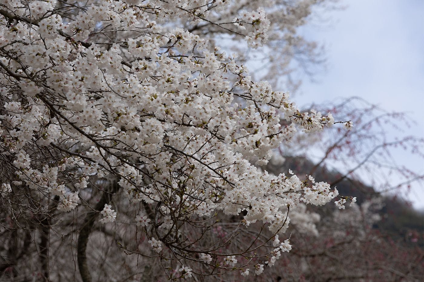 ทิวทัศน์ซากุระ