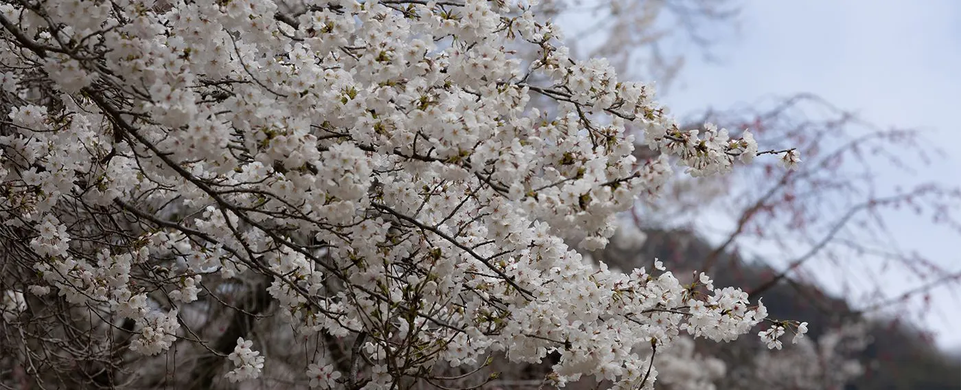 ทิวทัศน์ซากุระ