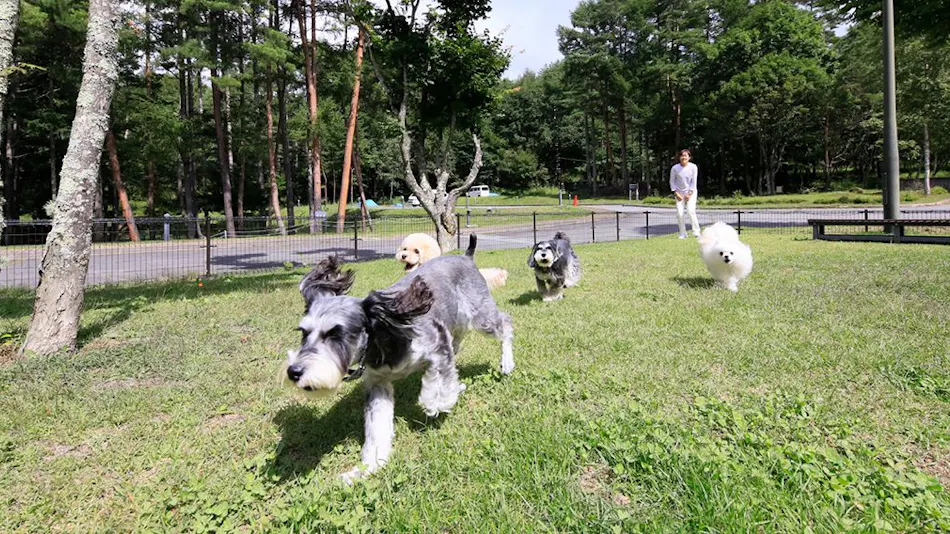 Yutorelo Tateshina Hotel with DOGS