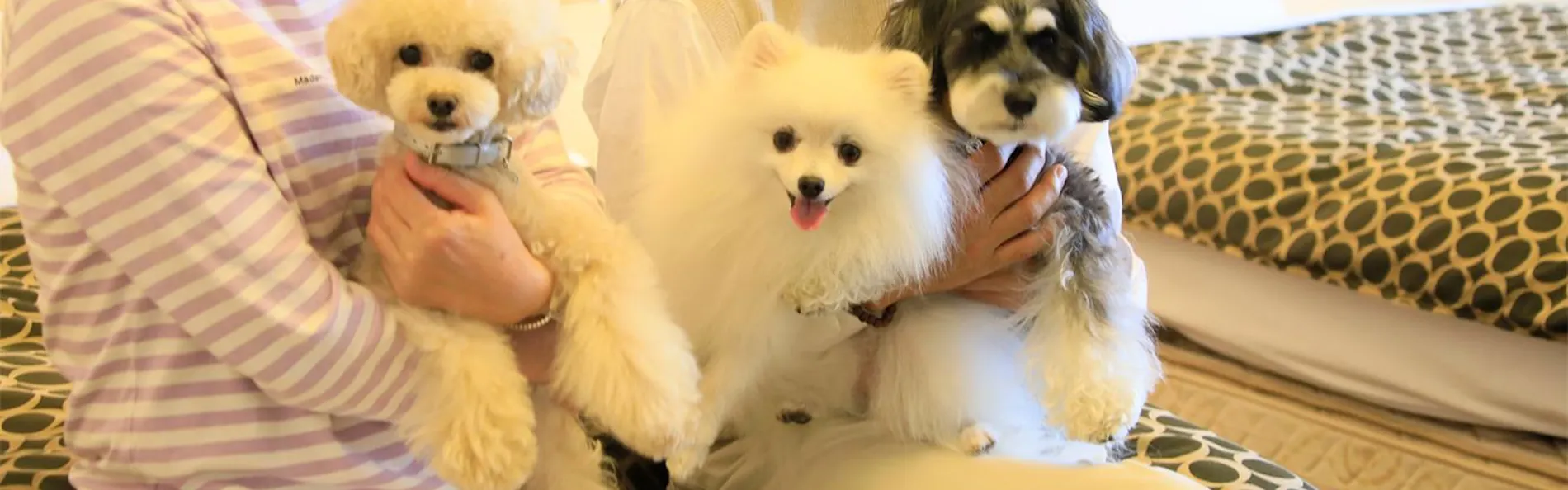 ゆとりろ蓼科ホテルwith DOGS
