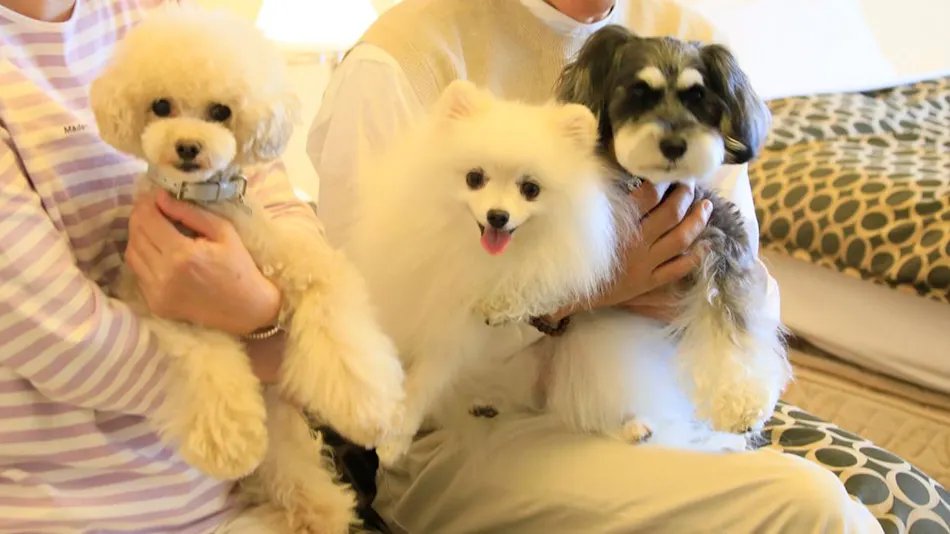 Yutorelo Tateshina Hotel with DOGS