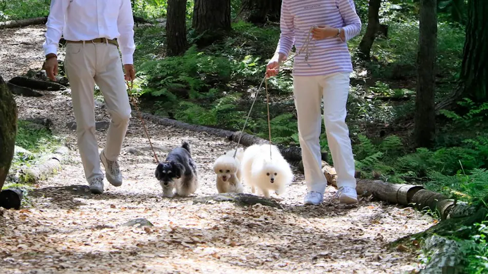 Yutorelo Tateshina Hotel with DOGS