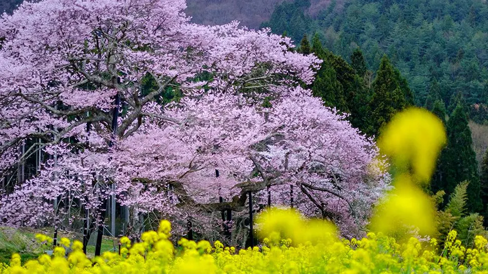 Yamadakan, a Lodge Nestled in Matsukawa Valley, Shinshu Yamada Onsen