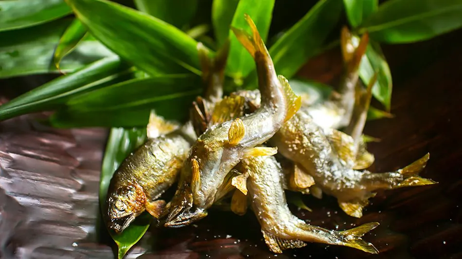River Fish & Mountain Vegetable Cuisine Wada-ya