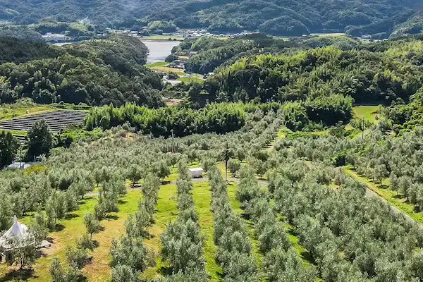 สวนมะกอก