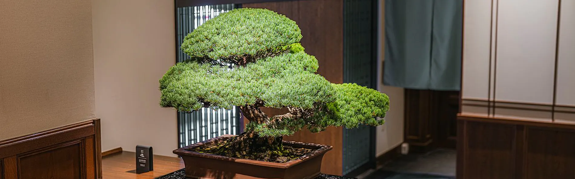 深山 -Shinzan-