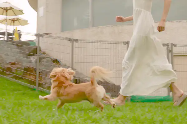 與寵物共度的住宿體驗