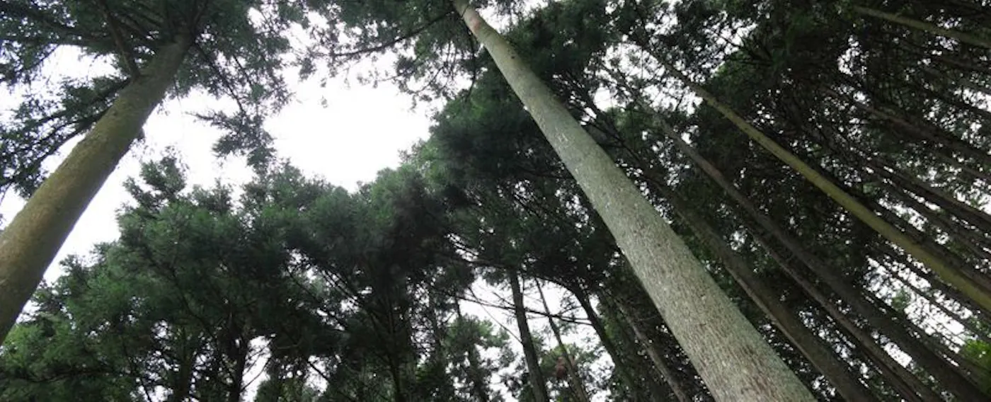 정원 쪽 산의 나무들