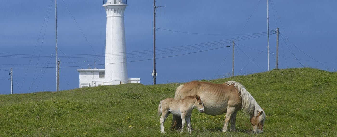 ม้าฮันริตสึ