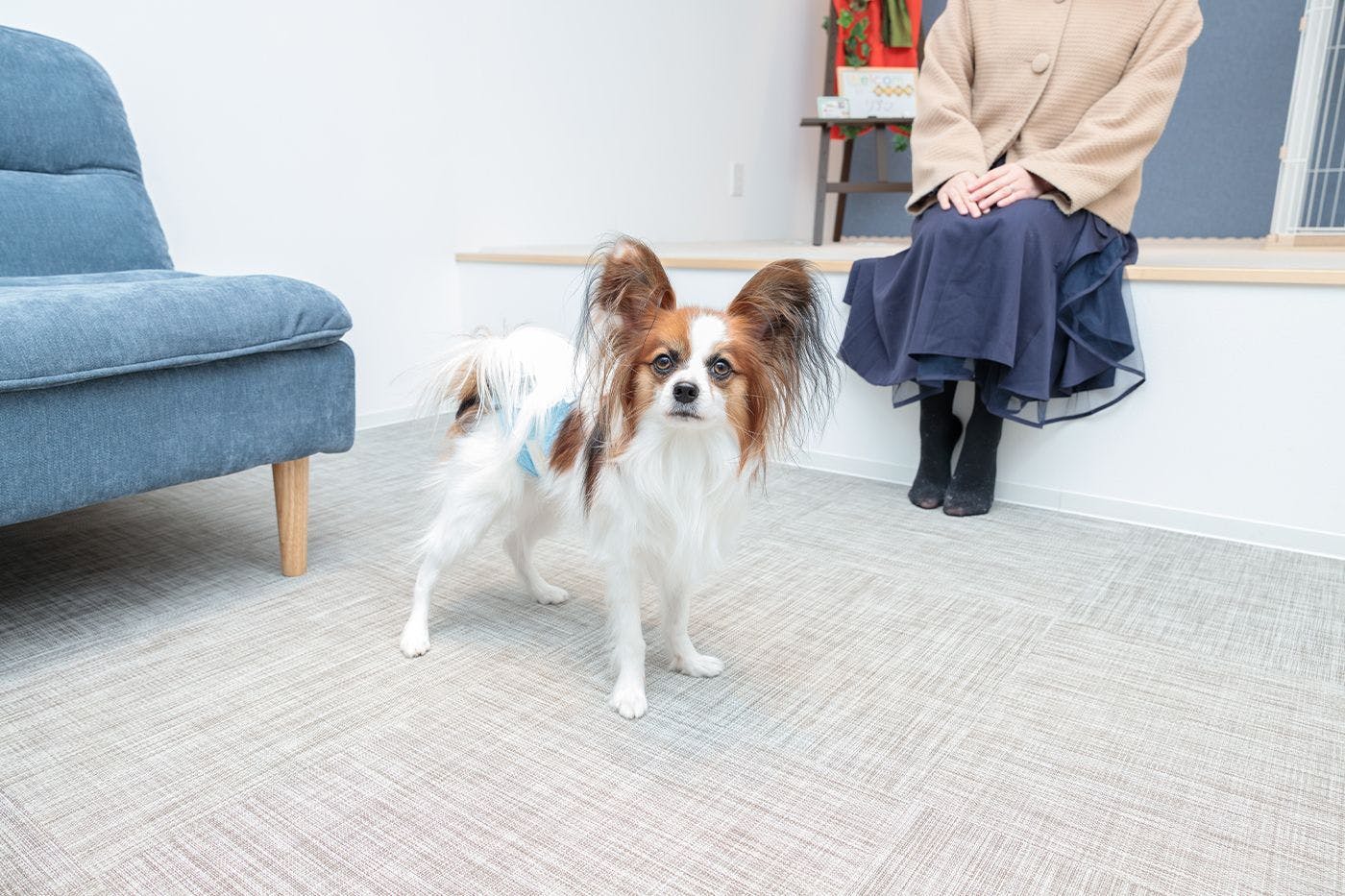 Dog-Friendly Trailer House