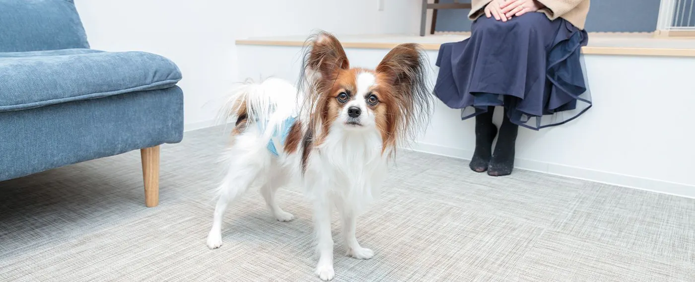 Dog-Friendly Trailer House