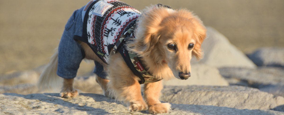 ภาพลักษณ์การเข้าพักกับสัตว์เลี้ยง