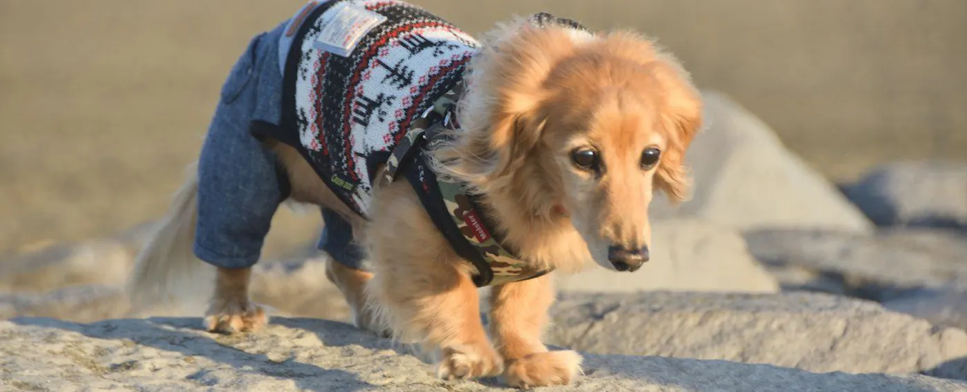 ภาพลักษณ์การเข้าพักกับสัตว์เลี้ยง