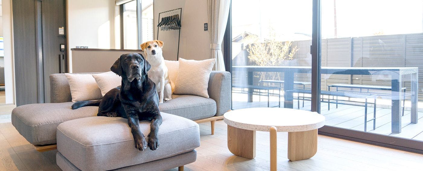 ห้องพักที่เป็นมิตรกับสัตว์เลี้ยง