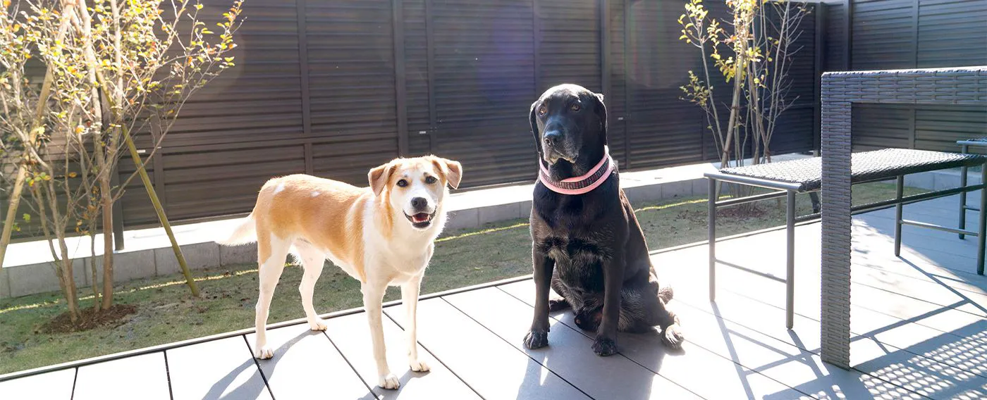 ห้องพักสำหรับสุนัข พร้อมลานวิ่งเล่นขนาดเล็ก