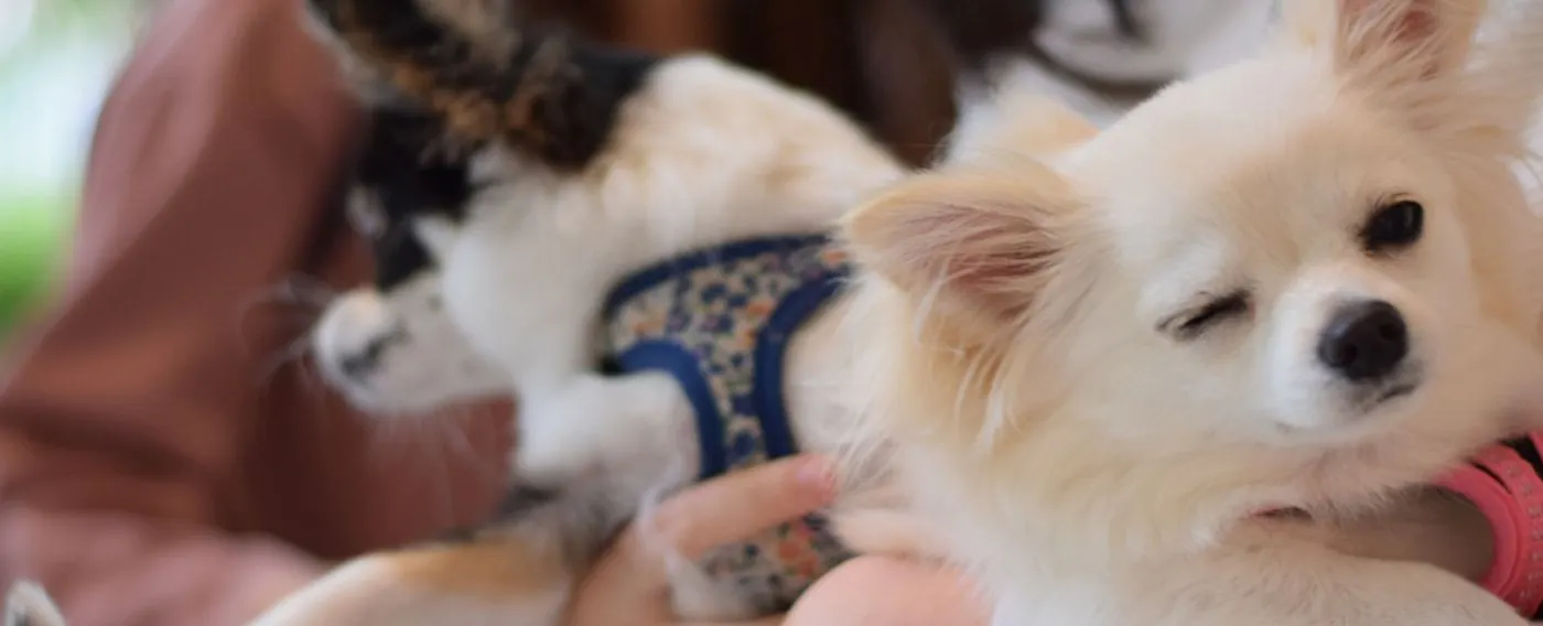 客房 - 與寵物同住的形象