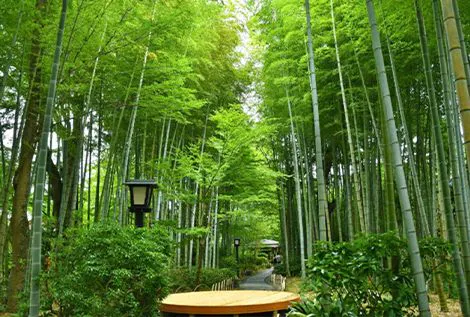 เส้นทางป่าไผ่