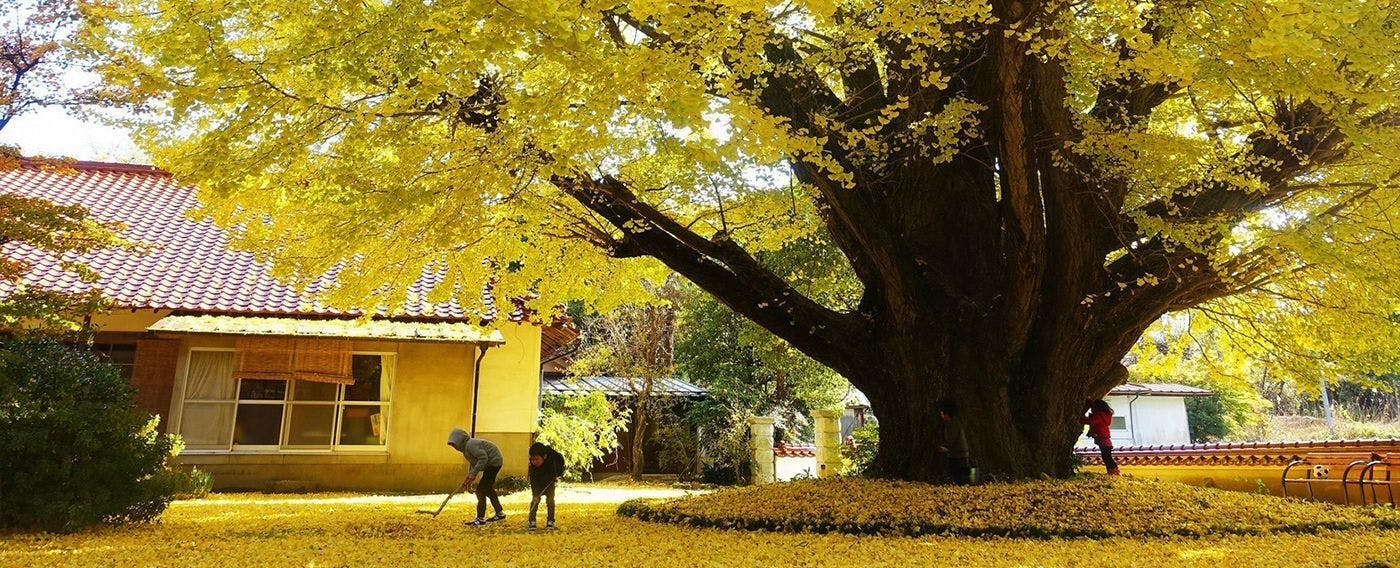 ภูเขาซัมเบะ