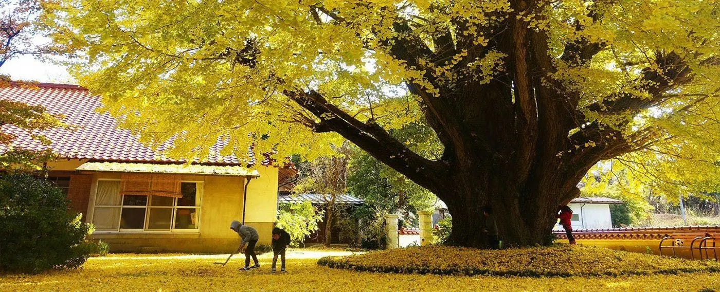 ภูเขาซัมเบะ