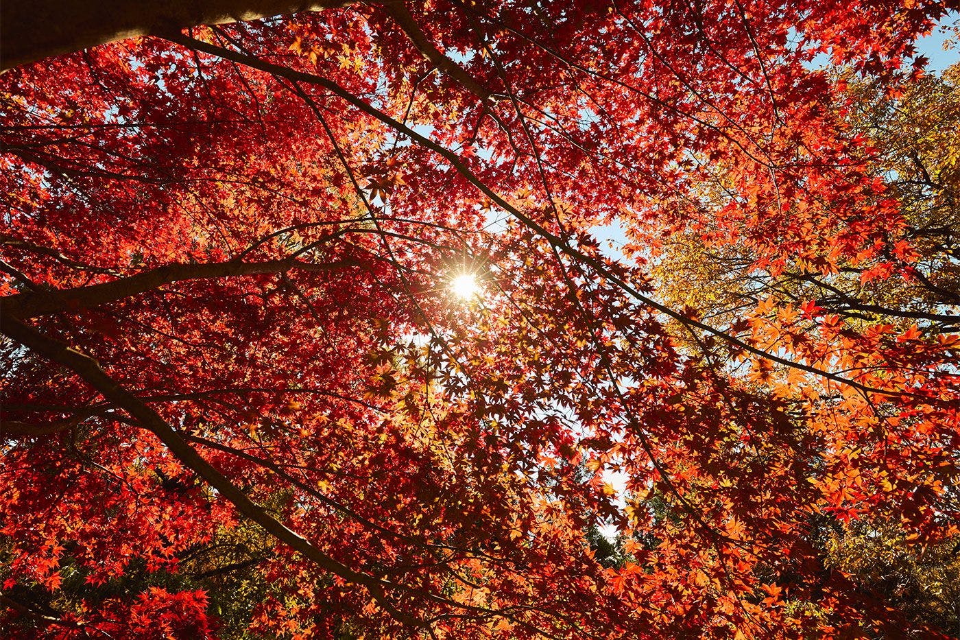 ใบไม้เปลี่ยนสี