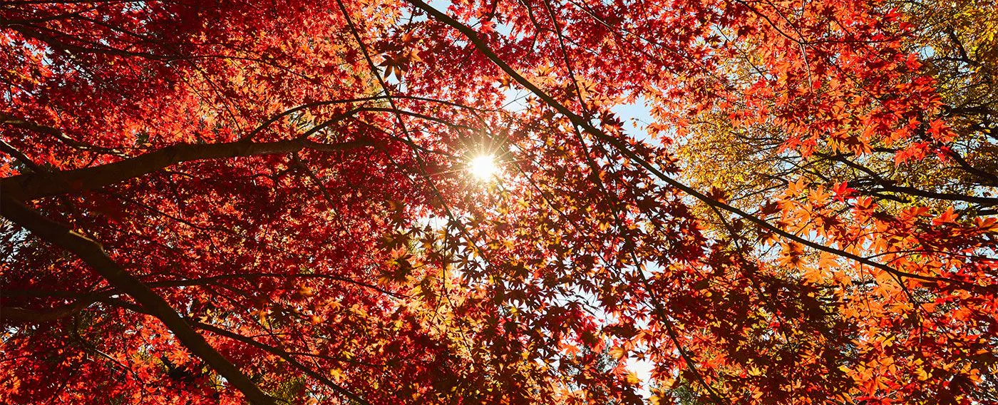 ใบไม้เปลี่ยนสี