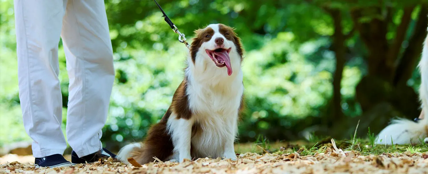 ภาพลักษณ์การเข้าพักพร้อมสัตว์เลี้ยง