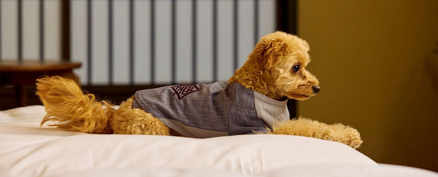 ภาพลักษณ์การเข้าพักพร้อมสัตว์เลี้ยง