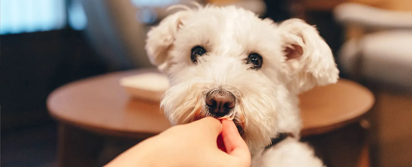 ภาพลักษณ์การเข้าพักพร้อมสัตว์เลี้ยง