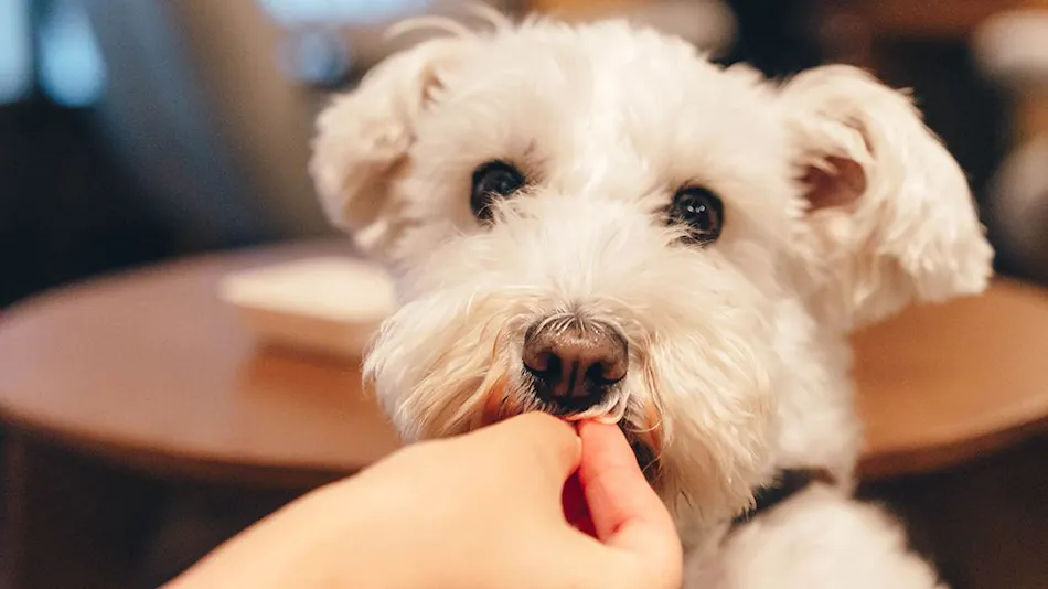Traditional Japanese Retreat with Your Beloved Dog - Akagi Mountain - Natsukashi