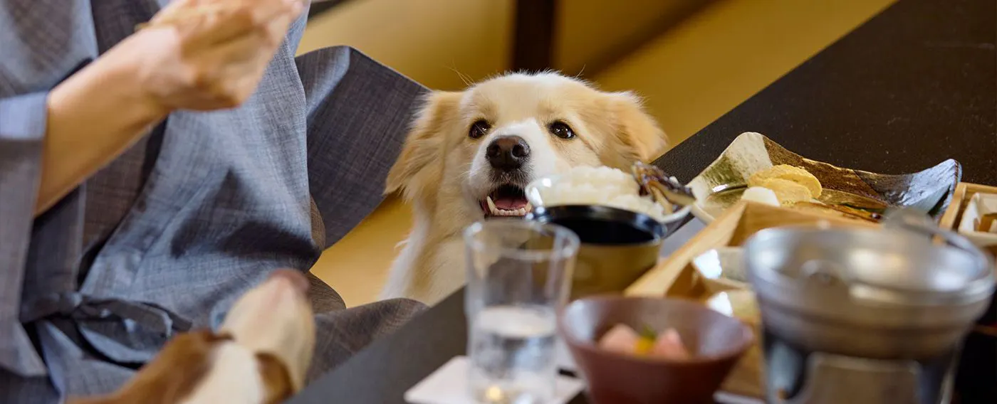 ภาพการเข้าพักพร้อมสัตว์เลี้ยง