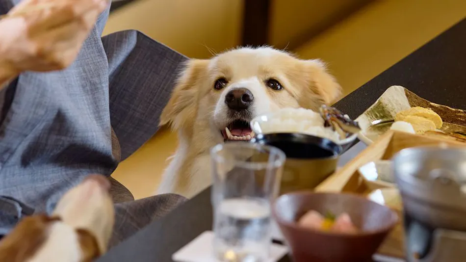 Traditional Japanese Retreat with Your Beloved Dog - Akagi Mountain - Natsukashi