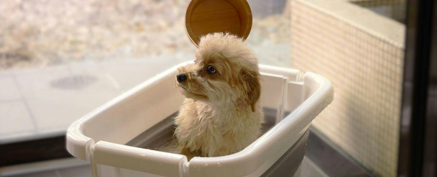 Traditional Japanese Retreat with Your Beloved Dog - Akagi Mountain - Natsukashi