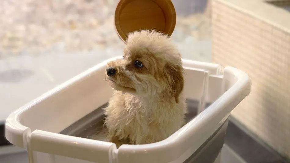 Traditional Japanese Retreat with Your Beloved Dog - Akagi Mountain - Natsukashi