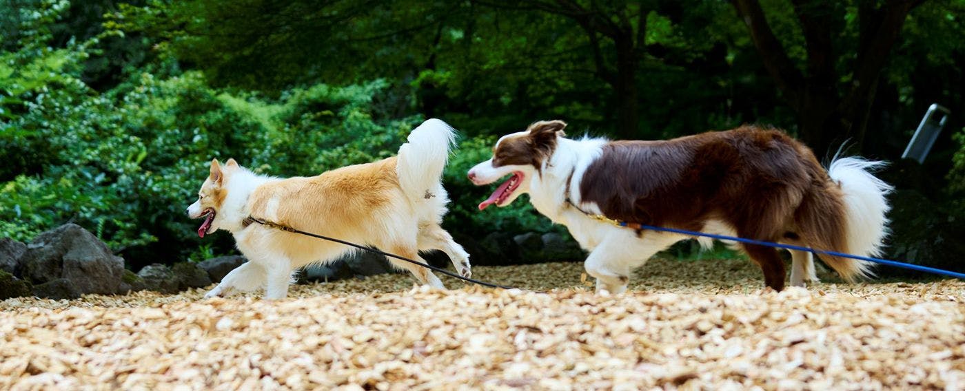 Traditional Japanese Retreat with Your Beloved Dog - Akagi Mountain - Natsukashi