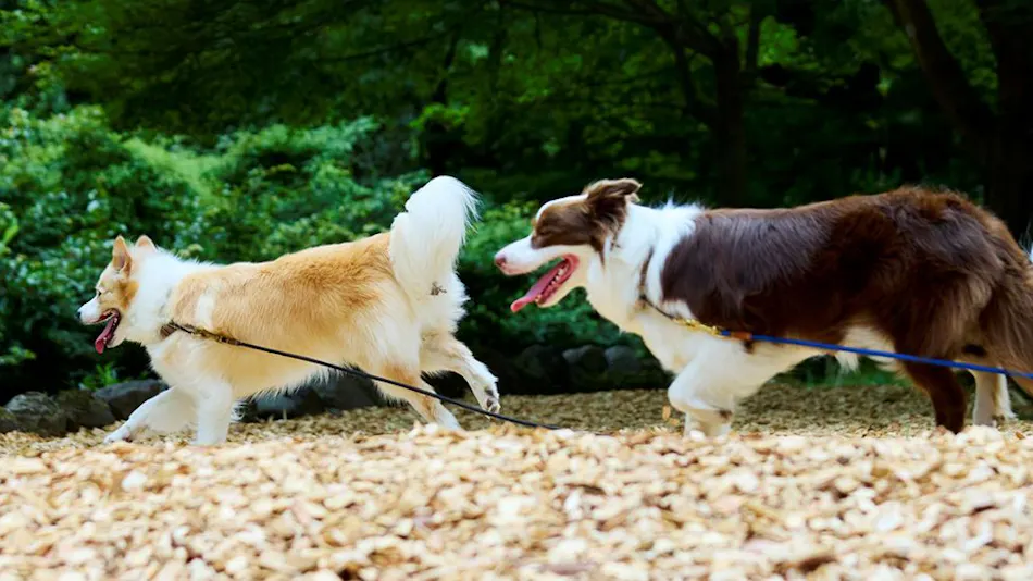 Traditional Japanese Retreat with Your Beloved Dog - Akagi Mountain - Natsukashi