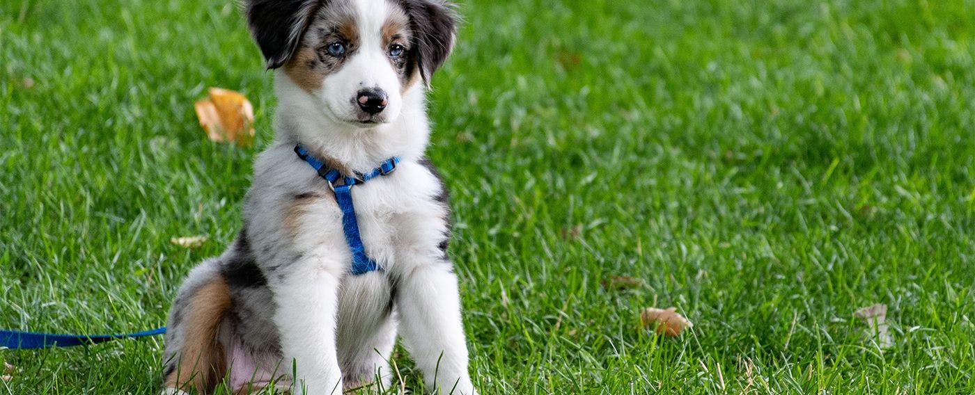 ภาพการเข้าพักพร้อมสัตว์เลี้ยง