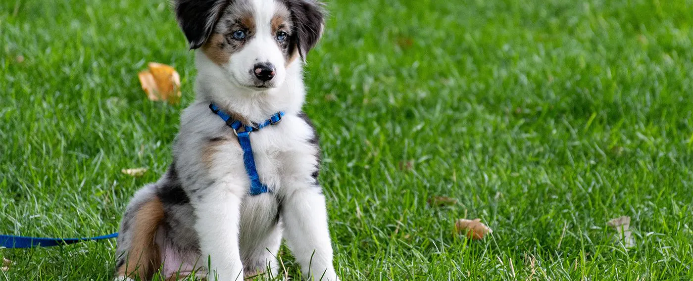 ภาพการเข้าพักพร้อมสัตว์เลี้ยง