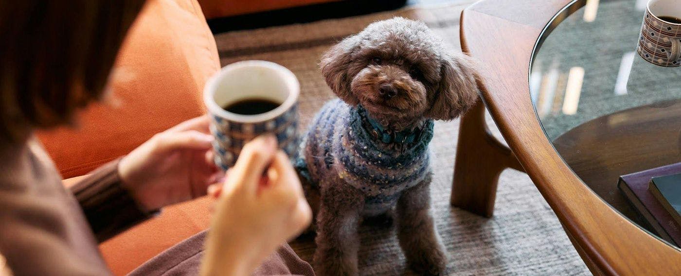 Gambaran penginapan bersama anjing kesayangan anda