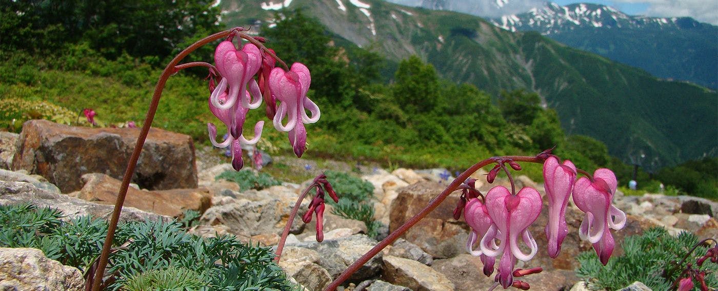 白馬五竜高山植物園