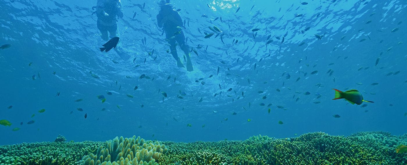 【海上运动】与热带鱼共游的浮潜之旅