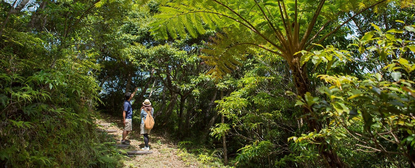 【生态旅游】由当地导游带领的山原森林之旅