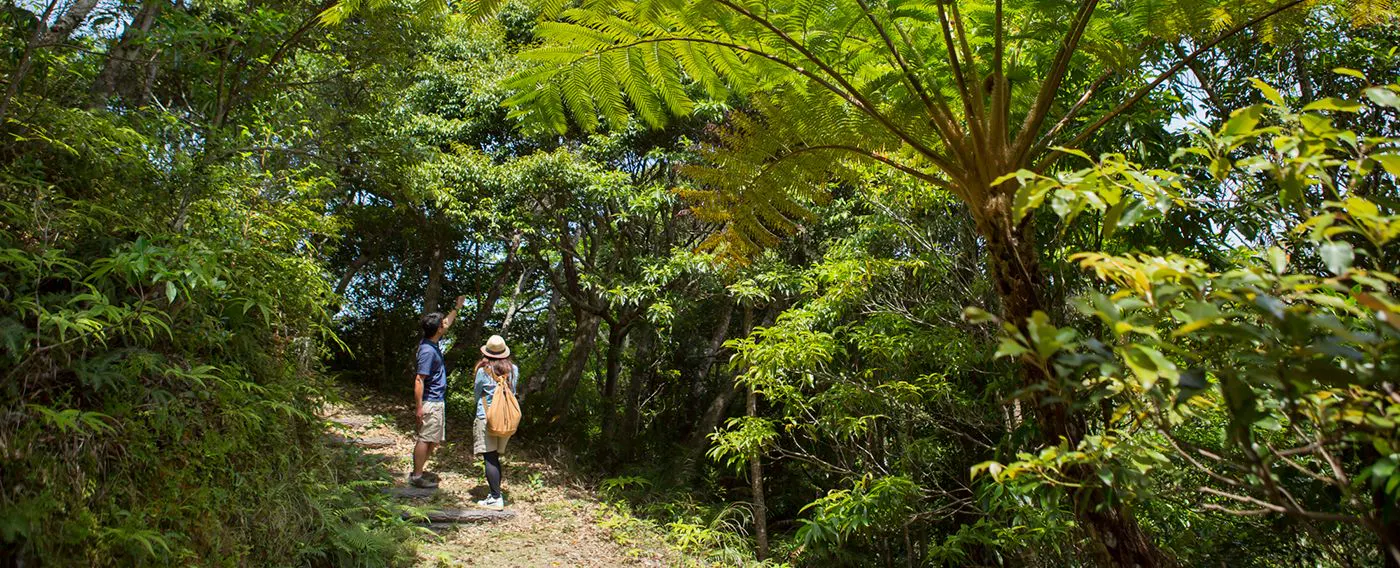 【生态旅游】由当地导游带领的山原森林之旅