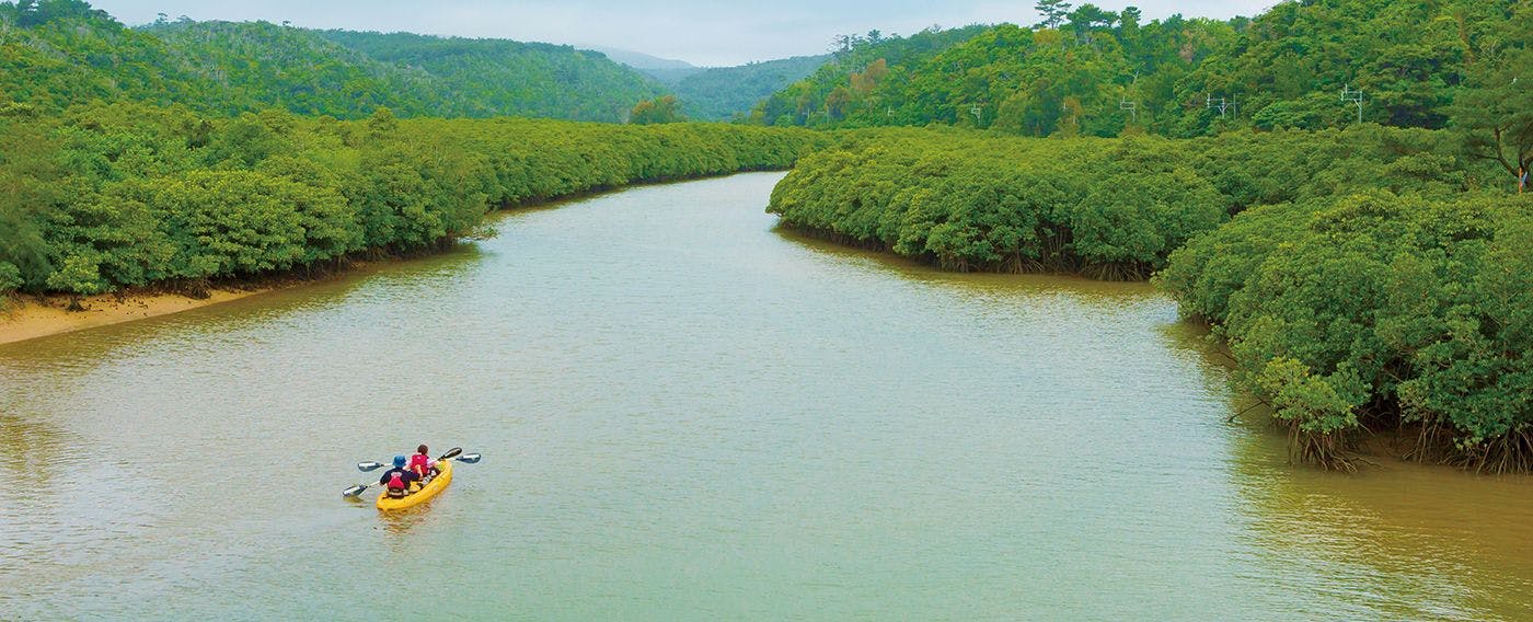 【生态旅游】探索受欢迎的红树林皮划艇，感受山原的大自然
