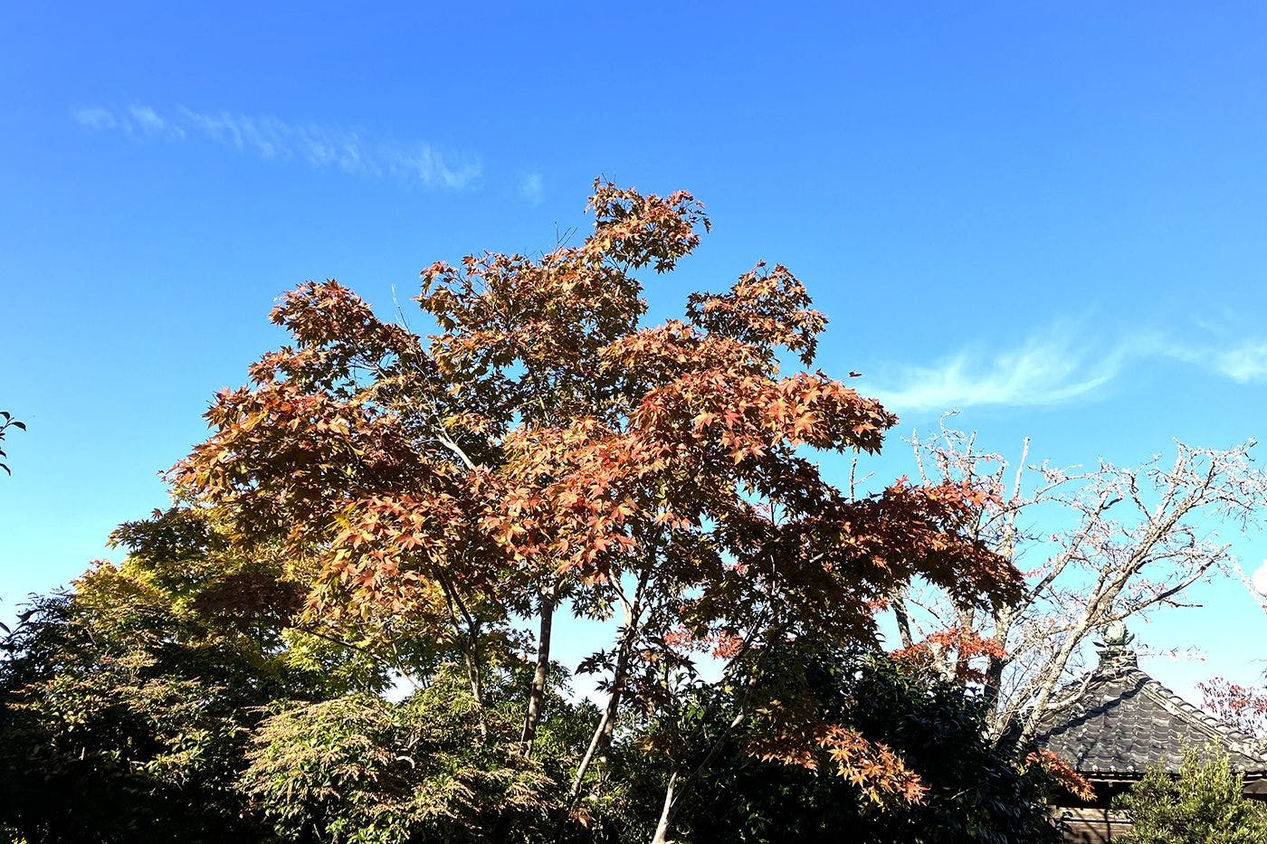 竹林院群芳園