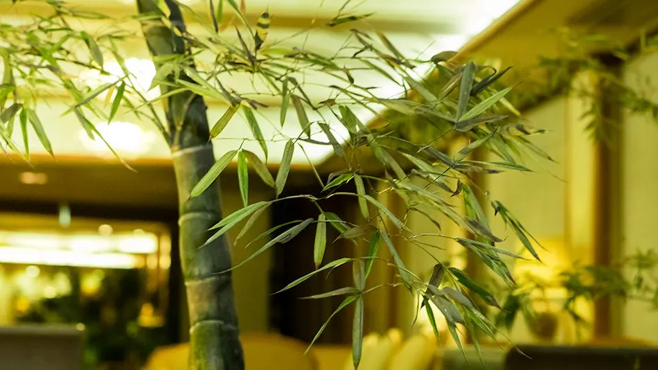 Hakone Yumoto Onsen Hotel Kajikaso